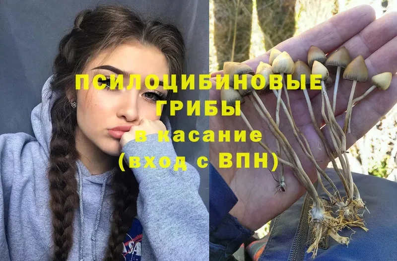 кракен ссылки  Кедровый  Галлюциногенные грибы Psilocybine cubensis 